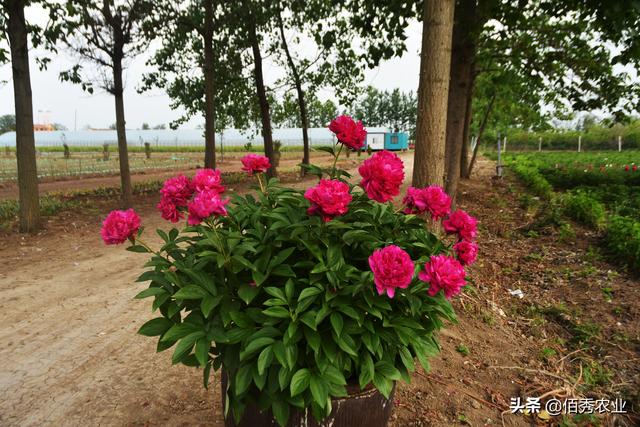 安徽农村有很多漂亮的芍药花，换个地方为啥难成活，种植有窍门吗