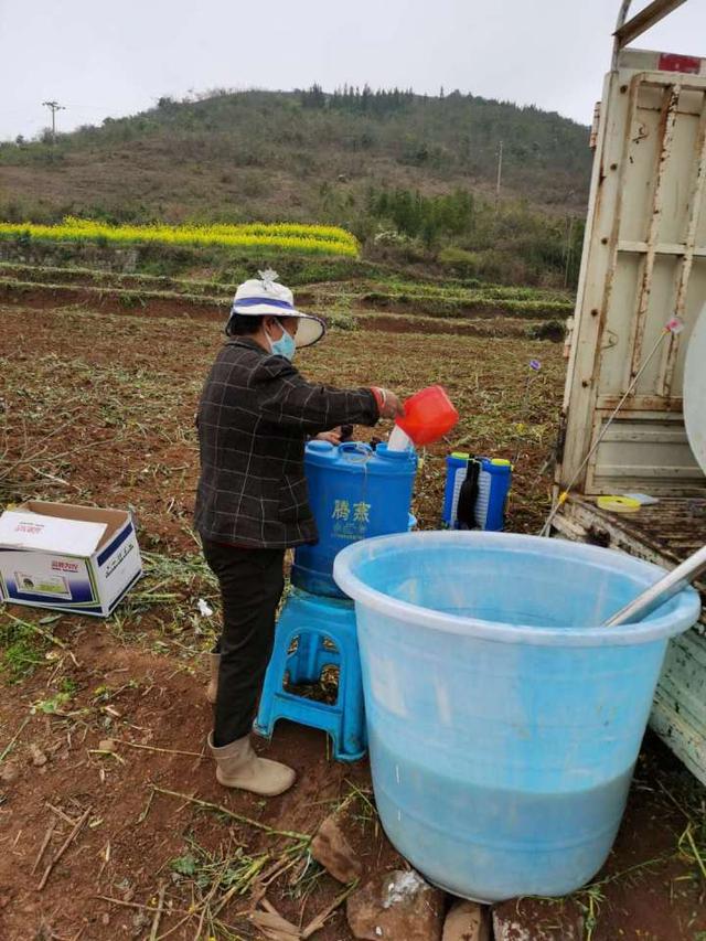 罗平板桥镇试种100亩白芨，特色农业种植助力乡村振兴