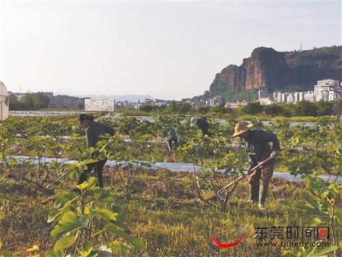 走向我们的小康生活｜无花果开出“致富花”