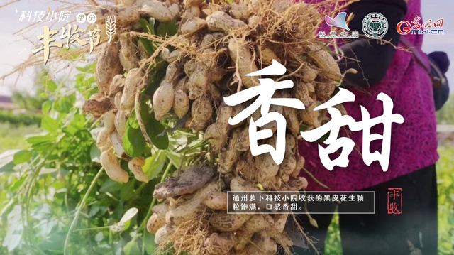 大学生扎根结硕果，黑花生变身“金豆豆”