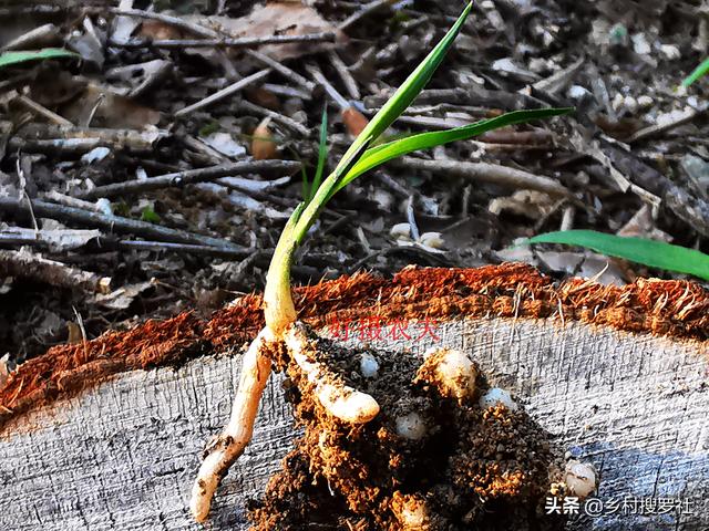 兰花种植究竟用什么土好？理论与实践结合，新手也能学会养兰花