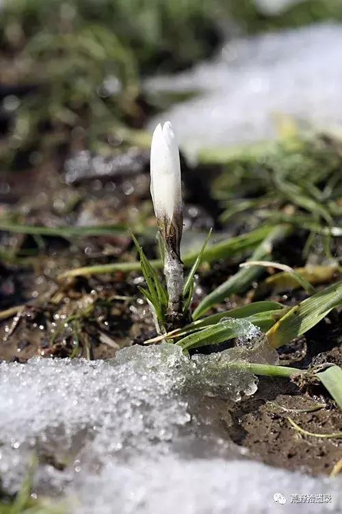 白番红花 Crocus alatavicus.（新疆野百合、顶冰花）