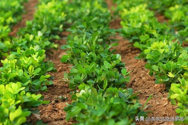 花生种植其实很简单，做好简单的几步，花生高产又高品