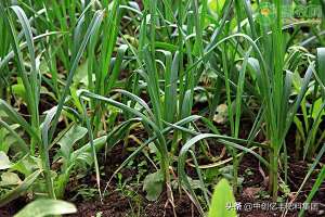 北方大蒜的种植技术(大棚种植大蒜技术)