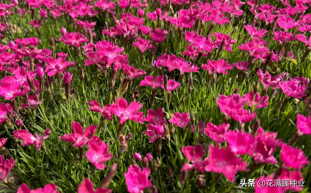 花型美丽耐寒耐旱，还能多年生，栽培石竹有哪些注意事项？