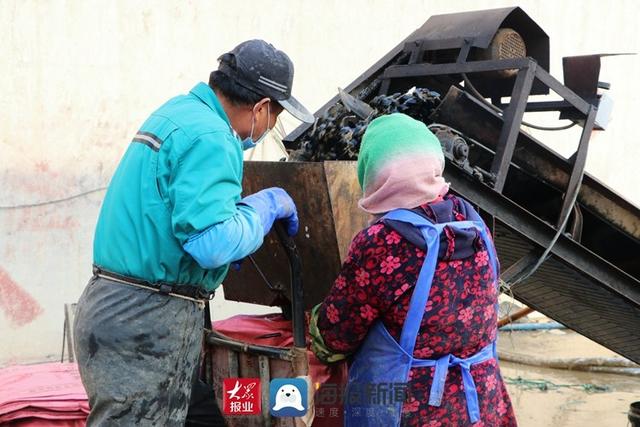 好品山东丨小海鲜变身抢手货，日照岚山构建海虹产业全产业链发展新格局