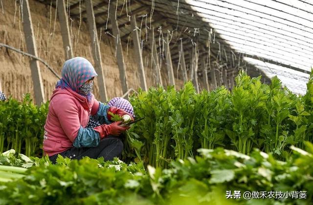 春季栽种蔬菜时，如何才能缓苗快、成活率高、长势健壮、不死苗？