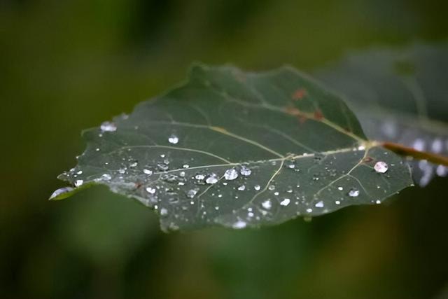 轻木：南美雨林的掠光奇树，地球上生长最快的树，它可以长多快？