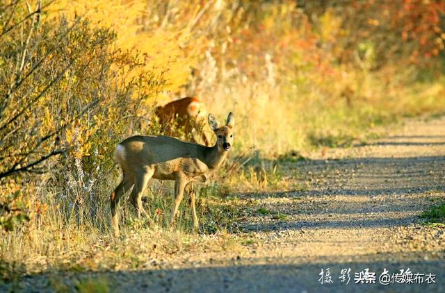 兴安惹金秋：飞龙，黑嘴松鸡，狍子纷纷出来赏秋、逛景儿