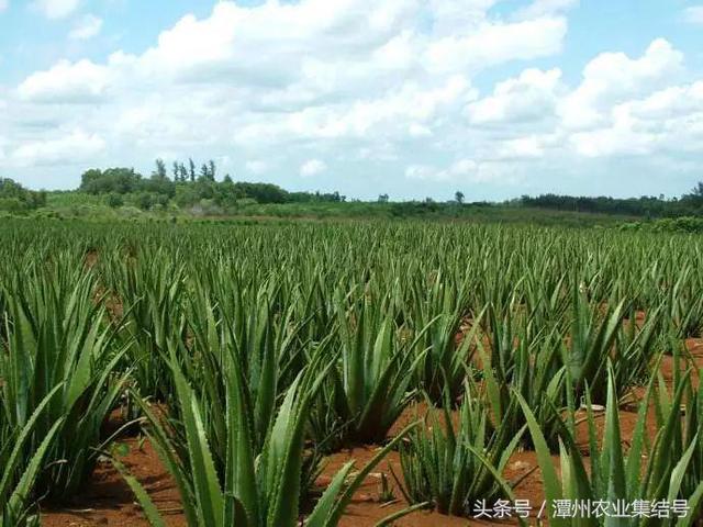 看到这些种植项目，寒从心来好没良心的人，农业也骗