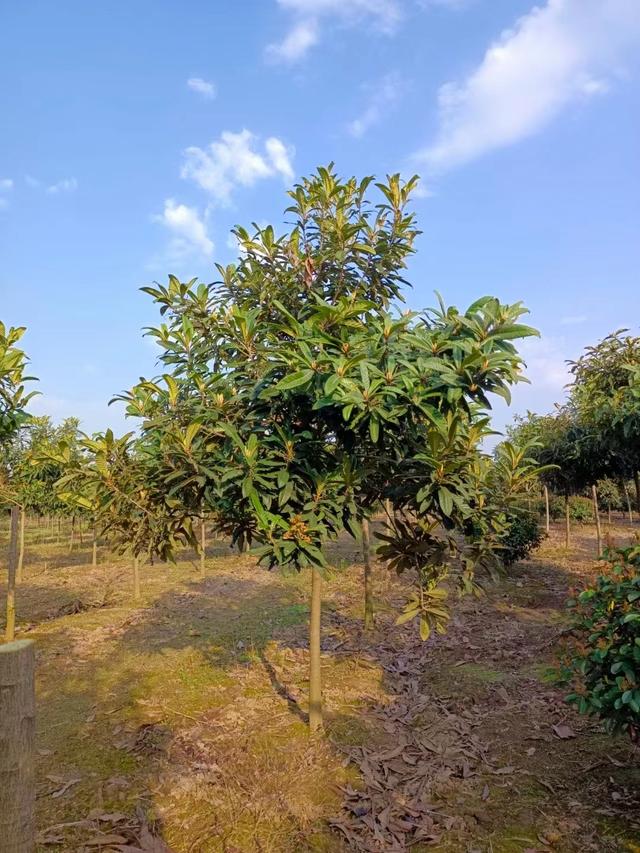 枇杷种植方法和注意事项