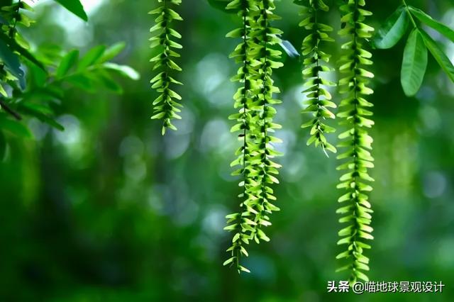 适合在海边种植的乔灌木，常见的耐盐碱植物