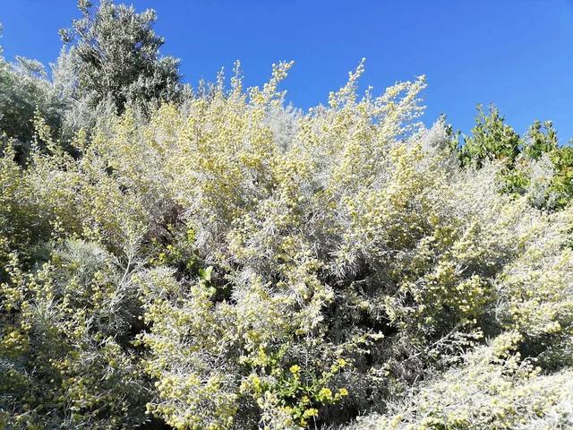 不容错过的几种沙土植物，搞定你的砾石花园