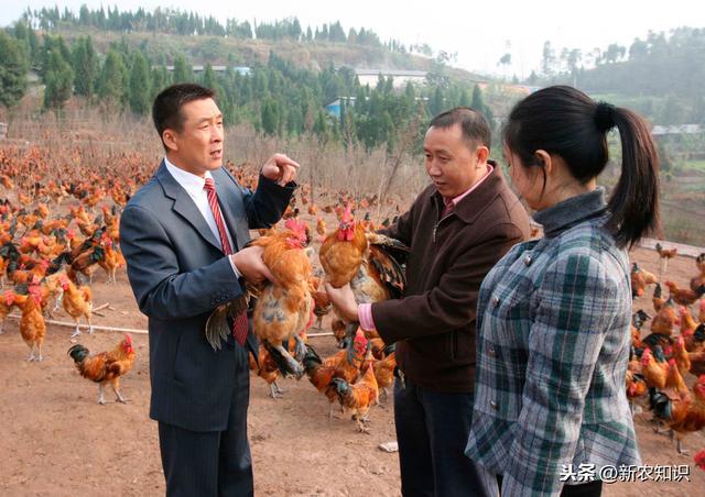 生态土鸡养殖的技术要点，你了解的有多少？来看看下面这几点