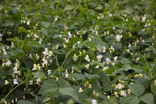 菜园种植豆角四季豆，学着做好这几点，豆荚挂满架，天天摘不完