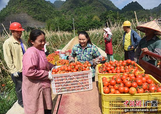 百色田阳区番茄喜获丰收