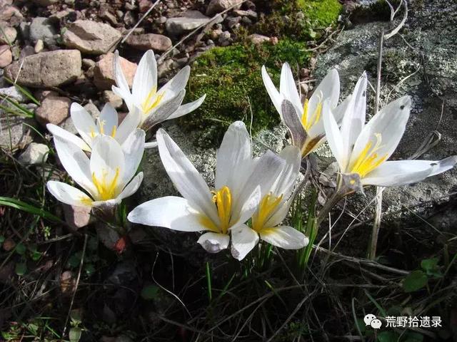 白番红花 Crocus alatavicus.（新疆野百合、顶冰花）