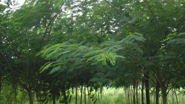 要想银合欢生长的好，种植要点记心中，减少种植烦恼