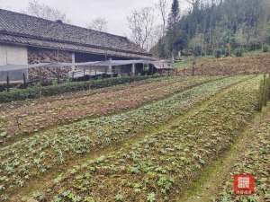 中药种植 绵阳(安州千佛：大山脱贫好出路，3万余亩中药材“钱”景好)