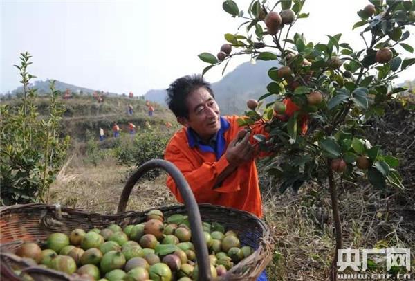 河南桐柏：有机油茶遍山岗 山区农民喜洋洋