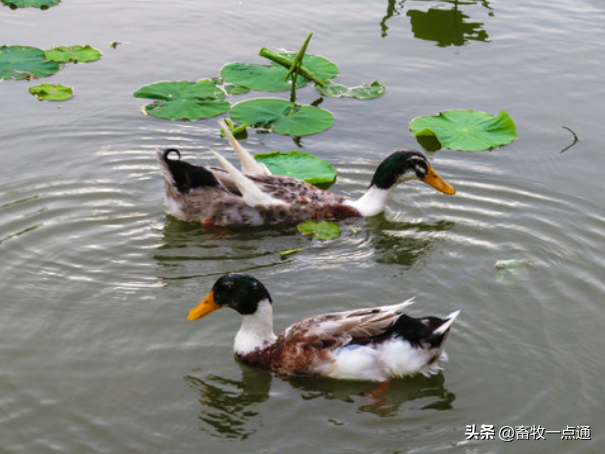 种用番鸭的饲养管理