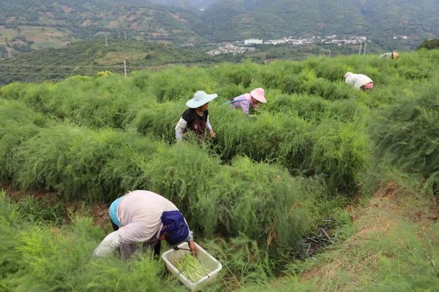 逢春岭乡：芦笋种植托起群众致富新希望