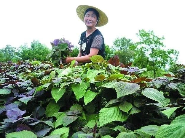 很热销的高利润种植，投入少，收益快，一亩轻松年入2万以上！