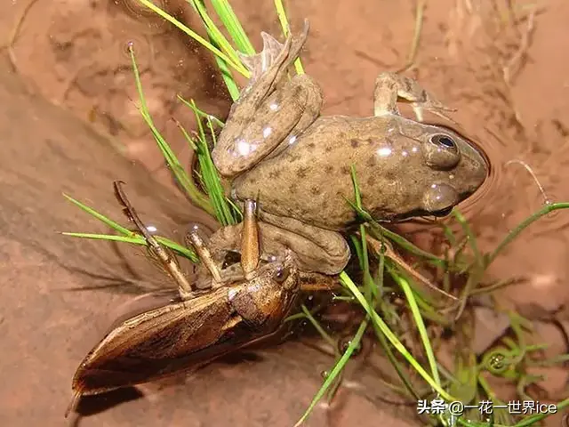 水产业一大害虫，性情凶猛专吃鱼虾，如今“变害为宝”成热门宠物