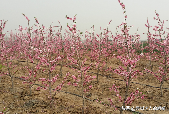 有花开，开好花，坐住果，桃树种植户了解这些不吃亏