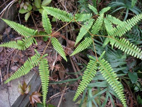 这些植物本领大，能监测空气；能判断土壤酸碱度