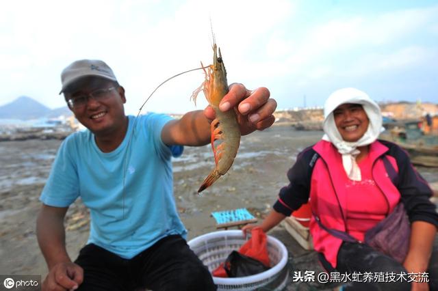 茶话谈：养殖南美白对虾后期改底养泥是重头戏