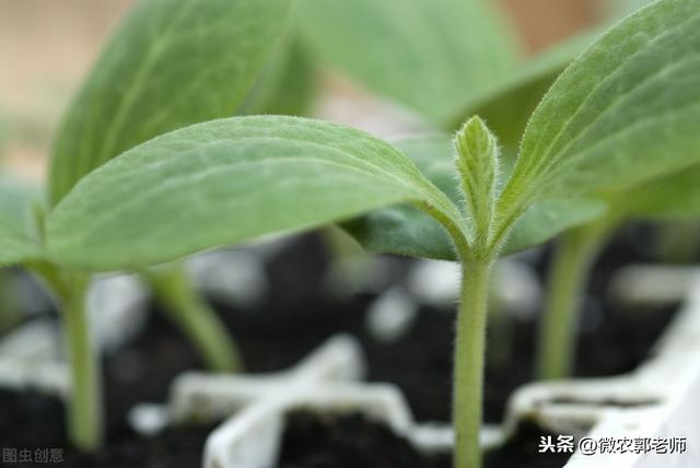 葫芦的种植技巧及关键技术，掌握以下7点非常重要