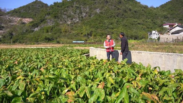 栽下蜜橙树 收获“黄金果”过上新生活