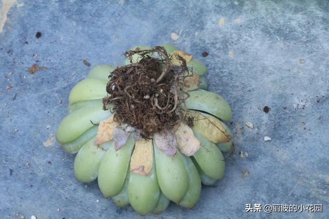 每天种植一颗多肉植物，荷花莲座状小普货，出状态美美哒