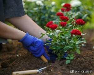 月季花苗种植(月季日常养护教程。不会修剪、施肥、浇水别怕手把手教你养好它)