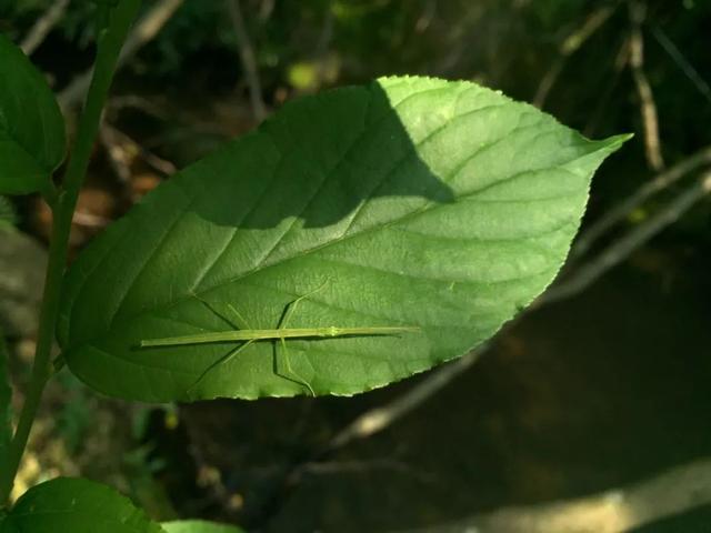 慈溪昆虫记（上）