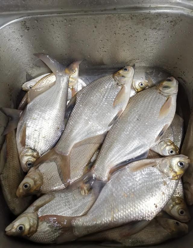 春季野钓激流，鳊鱼胡子鲶大黄尾，钓法很重要