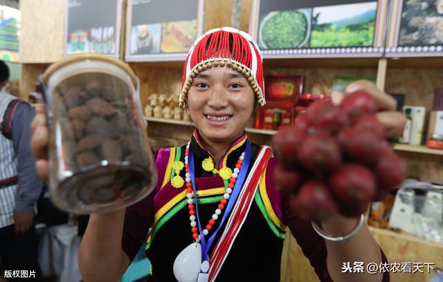 草果是长寿民族的仙果，当前种植发展困难多，助农增收要双管齐下