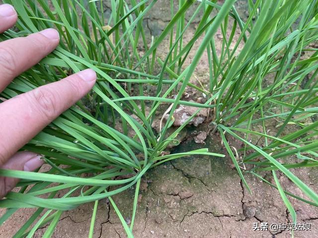 想要种韭菜，是播种还是找别人要点韭菜根呢？韭菜的播种方法来了