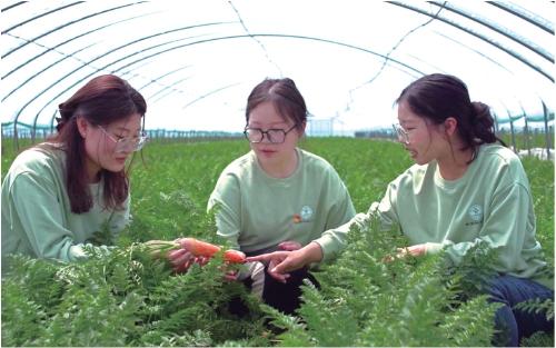 为胡萝卜种植注入新生机