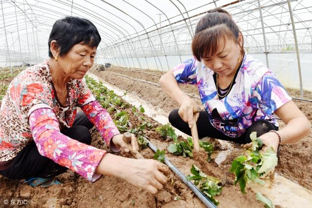 种植草莓，先学会这一招，农民都说方法很好