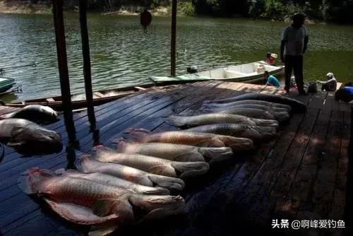 在亚马逊河内横行无忌，拿食人鱼当食物，还是不敌人类的“闷棍”