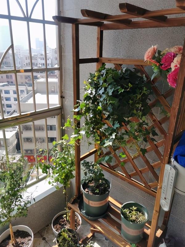 盆景藤蔓植物常春藤养护实用指南