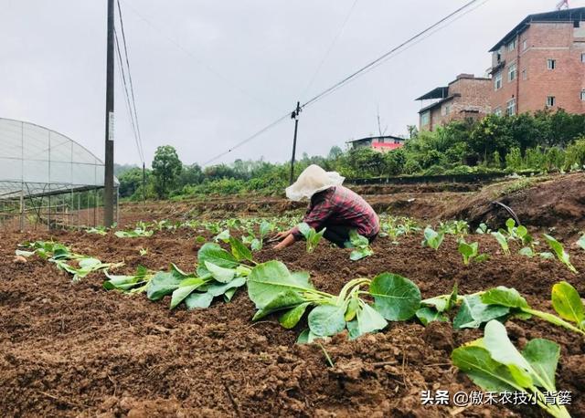 春季栽种蔬菜时，如何才能缓苗快、成活率高、长势健壮、不死苗？