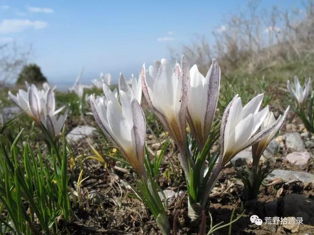 白番红花 Crocus alatavicus.（新疆野百合、顶冰花）