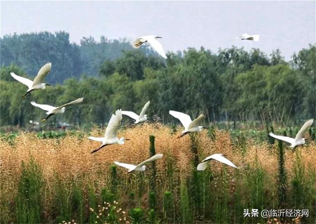 郯城：采莲湖畔生态好 美景迷住白鹭鸟