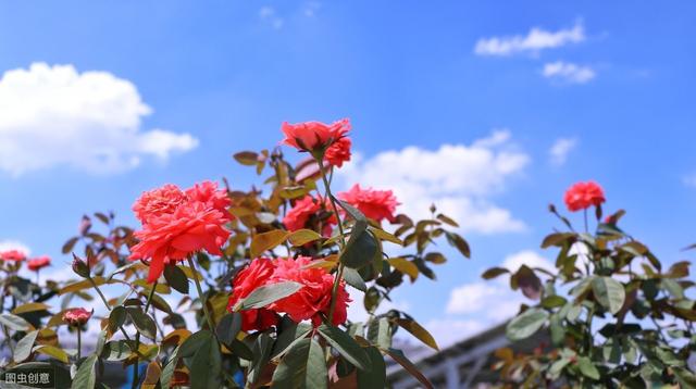 切花月季栽培技术探究，高级农艺师支招，几个问题要注意！