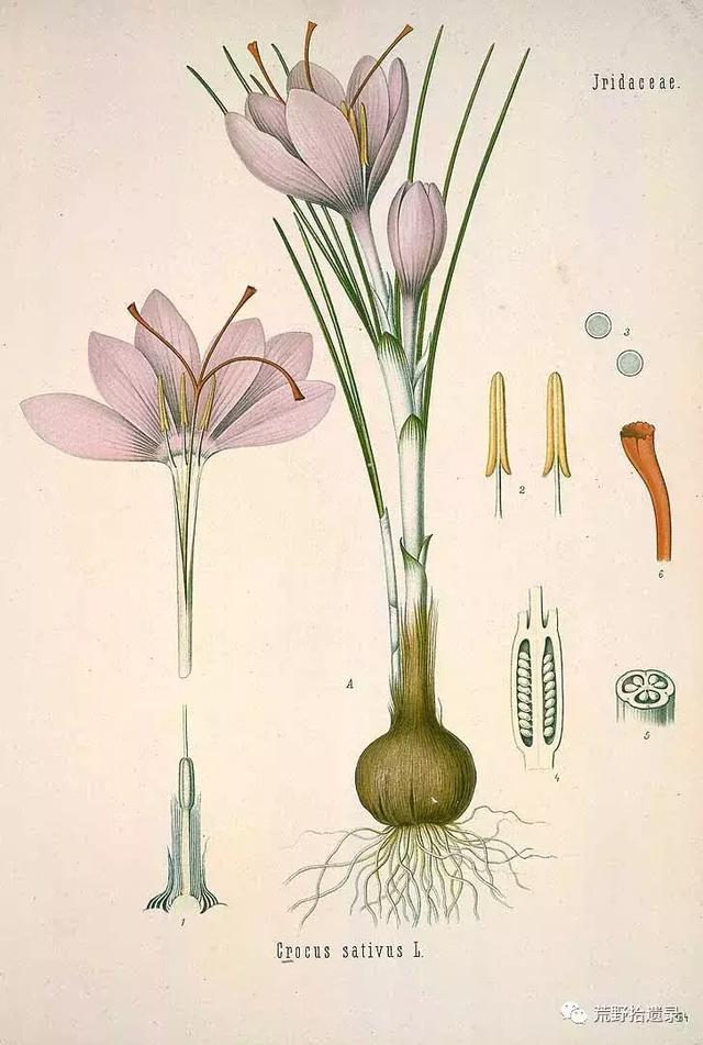 白番红花 Crocus alatavicus.（新疆野百合、顶冰花）