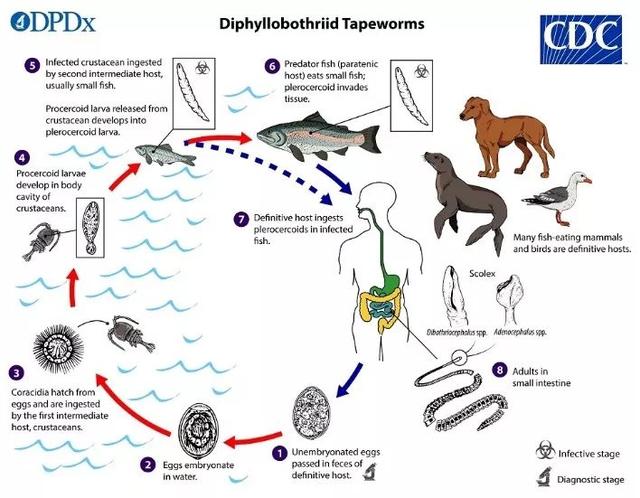 海洋鱼类有寄生虫？海鲜还能吃吗？