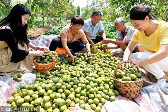 安徽亳州：万亩核桃获丰收